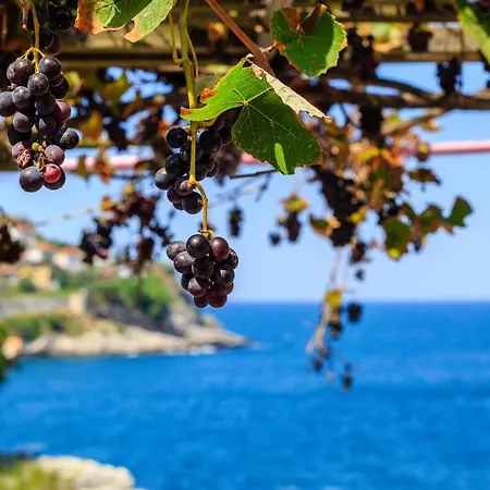 Ekonomik otel Frau Guler Boutique Amasra